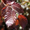 Kép 2/2 - Vérbükk bordó levelű - Fagus sylvatica 'Atropurpurea' 40/60cm K2l
