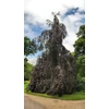 Kép 1/3 - Fagus sylvatica 'Black Swan'
