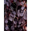 Kép 2/3 - Vérbükk csüngő bordó levelű - Fagus sylvatica 'Black Swan' 200/225cm K70l