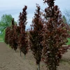 Kép 1/2 - Fagus sylvatica 'Dawyck Purple'