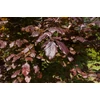 Kép 2/2 - Vérbükk oszlopos - Fagus sylvatica 'Dawyck Purple' 200/250cm K20l