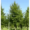 Kép 2/2 - Bükkfa szeldelt levelű - Fagus sylvatica 'Laciniata' 200/250cm K50L