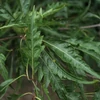 Kép 1/2 - Fagus sylvatica 'Laciniata'