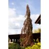 Kép 2/3 - Vérbükk oszlopos-csüngő lilásbordó levelű - Fagus sylvatica 'Purple Fountain' 80/100cm K7,5l