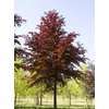 Kép 1/3 - Fagus sylvatica 'Purpurea'