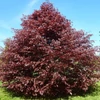 Kép 3/3 - Vérbükk bordó levelű - Fagus sylvatica 'Purpurea' 200/250cm K7,5l