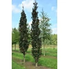 Kép 3/3 - Vérbükk oszlopos bordó levelű - Fagus sylvatica 'Rohan Obelisk' 125/150cm K7,5l