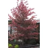 Kép 2/3 - Vérbükk tarka levelű - Fagus sylvatica 'Tricolor' 80/100cm K8l