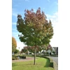Kép 2/2 - Kőris magyar ősszel vöröslő levelű - Fraxinus angustifolia 'Raywood' 200/250cm K10l