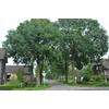 Kép 3/3 - Kőris magas - Fraxinus excelsior 'Westhof's Glorie' 250/300cm TK8/10cm K10,5l