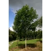 Kép 1/3 - Fraxinus excelsior 'Westhof's Glorie'