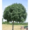 Kép 1/3 - Fraxinus ornus 'Mecsek'