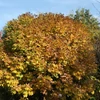 Kép 2/3 - Kőris gömb - Fraxinus ornus 'Mecsek' 175/200cm TK6/8cm T180cm K25l