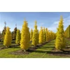 Kép 1/2 - Ginkgo biloba 'Blagon'
