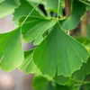 Kép 2/2 - Páfrányfenyő oszlopos - Ginkgo Biloba 'Blagon' 80/100cm K5l