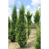 Kép 2/2 - Páfrányfenyő oszlopos - Ginkgo biloba 'Fastigiata' 80/100cm K20l