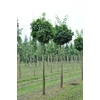 Kép 1/2 - Ginkgo biloba 'Globosa'