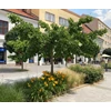 Kép 1/3 - Ginkgo biloba 'Horizontalis'
