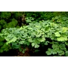 Kép 2/3 - Páfrányfenyő - Ginkgo biloba 'Horizontalis' 225/250cm TK8/10 T200cm K25l
