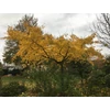 Kép 3/3 - Páfrányfenyő - Ginkgo biloba 'Horizontalis' 225/250cm TK8/10 T200cm K25l