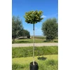 Kép 2/3 - Páfrányfenyő törpe gömb - Ginkgo biloba 'Mariken' 40/60cm K5l