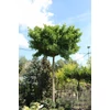 Kép 3/3 - Páfrányfenyő törpe gömb - Ginkgo biloba 'Mariken' 40/60cm K5l
