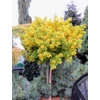 Kép 1/3 - Ginkgo biloba 'Mariken'