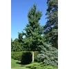 Kép 2/4 - Páfrányfenyő kúp koronájú - Ginkgo biloba 'Princeton Sentry' 175/200cm K13l