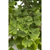 Kép 3/4 - Páfrányfenyő kúp koronájú - Ginkgo biloba 'Princeton Sentry' 175/200cm K13l