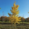Kép 1/4 - Ginkgo biloba 'Princeton Sentry'