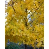 Kép 4/4 - Páfrányfenyő kúp koronájú - Ginkgo biloba 'Princeton Sentry' 175/200cm K13l