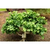 Kép 2/2 - Páfrányfenyő törpe gömb - Ginkgo biloba 'Troll' 60/80cm K5l