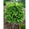 Kép 1/2 - Ginkgo biloba 'Troll'