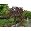 Kép 1/3 - Gleditsia triacanthos 'Ruby Lace'