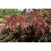 Kép 2/3 - Lepényfa vörös levelű - Gleditsia triacanthos 'Ruby Lace' 150/175cm K15l