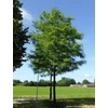 Kép 3/3 - Lepényfa - Gleditsia triacanthos 'Skyline' 300/350cm 6/8 K25l