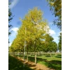 Kép 1/3 - Gleditsia triacanthos 'Skyline'