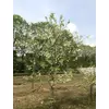 Kép 2/3 - Hóvirágfa - Halesia carolina 80/100cm K7,5l