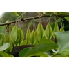 Kép 3/3 - Hóvirágfa - Halesia carolina 80/100cm K7,5l