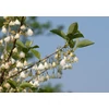Kép 1/3 - Halesia carolina