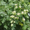 Kép 2/5 - Csörgőfa bugás - Koelreuteria paniculata 200/250cm K10l