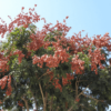 Kép 3/5 - Csörgőfa bugás - Koelreuteria paniculata 200/250cm K10l