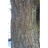 Kép 5/5 - Csörgőfa bugás - Koelreuteria paniculata 200/250cm K10l