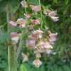 Kép 1/3 - Laburnocytisus adamii