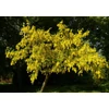 Kép 1/2 - Laburnum alpinum 'Pendulum'