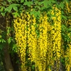 Kép 1/2 - Laburnum watereri 'Vossii'