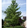 Kép 2/4 - Ámbrafa - Liquidambar styraciflua 125/150cm K15l