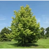 Kép 2/4 - Ámbrafa amerikai sárga tarka levelű - Liquidambar styraciflua 'Aurea' 60/80cm K5l