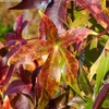 Kép 4/4 - Ámbrafa amerikai sárga tarka levelű - Liquidambar styraciflua 'Aurea' 60/80cm K5l