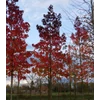 Kép 3/4 - Ámbrafa amerikai sárga tarka levelű - Liquidambar styraciflua 'Aurea' 60/80cm K5l